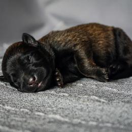 Belgian Malinois Puppies from Fromage Malinois