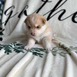 Eleanor - Merle female Pomsky puppy in Doon, Iowa from Luxury Pomsky