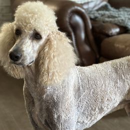 Jett - Poodle