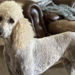 Jett - Poodle