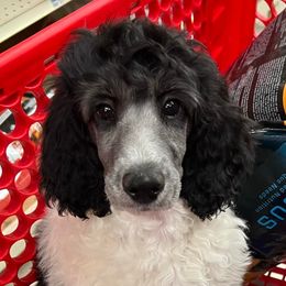 Great Pyrenees and Poodles from Storm Valley Puppies