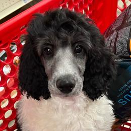 Great Pyrenees and Poodles from Storm Valley Puppies