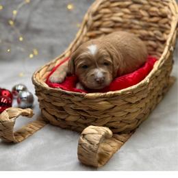 Ziti - Apricot female Goldendoodle puppy in Williamson, New York from Lakeside Doodles