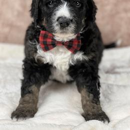 American Eskimo Dog and Bernedoodle Puppies from Shadow Kennels