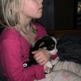 American Corgi and Pembroke Welsh Corgi Puppies from Chaotic Corgi’s