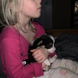 American Corgi and Pembroke Welsh Corgi Puppies from Chaotic Corgi’s