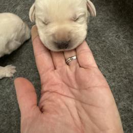 Boy 7- White English Lab - Yellow male Labrador Retriever puppy in Isanti, Minnesota from Four Corners Family Labs