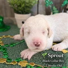 Sprout-black collar - Apricot male Saint Berdoodle puppy in Paw Paw, Michigan from ProAct Canines