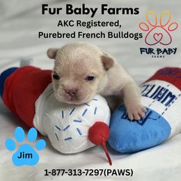 Jim - Cream male French Bulldog puppy in Michigan from Fur Baby Farms