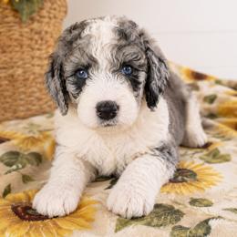 Bernedoodle, Goldendoodle, and Poodle Puppies from Gentle Paw Goldendoodles