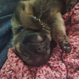Boy 4 - Sable male German Shepherd puppy in Oconomowoc, Wisconsin from Vom Haus Borchardt GSD Kennels