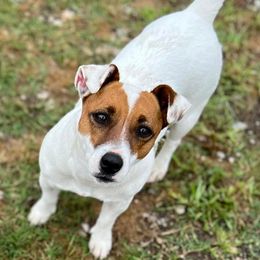 Russell Terriers from Dixie-Rose JRT
