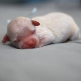 Maltipoo puppies from North Texas Puppies