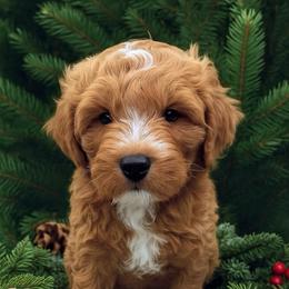 Alpine - Red  male Goldendoodle puppy in Sheridan, Wyoming from Ming’s Dynasty Doodles