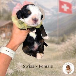 Swiss - Tri-color female Bernedoodle puppy in Canton, Georgia from Teddy Puppies