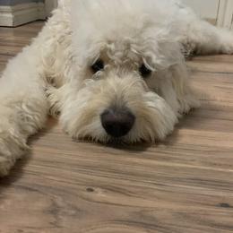Goldendoodles and Poodles from Rainbow Poodles and Doodles of Oklahoma
