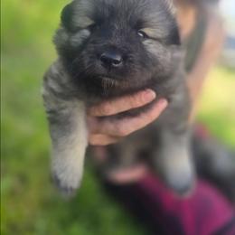Citrine - Gray silver and black female Keeshond puppy in Logan, Ohio from Hocking Hills Keeshonds