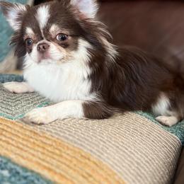 Yorkshire Terrier Puppies from Tiny Joy