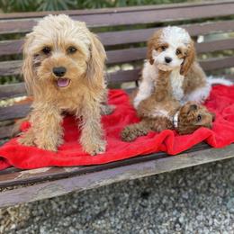 Cavalier King Charles Spaniel and Cavapoo Puppies from Larisa's Cavaliers