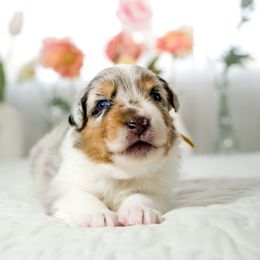 Fluer (Heavens 9 Fluer Meadow In Bloom) - Blue merle Australian Shepherd puppy in Fresno, California from Heaven's 9