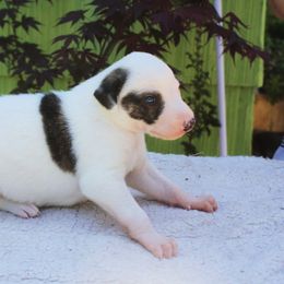 Greyhound Puppies from Stout-Hearted Hounds