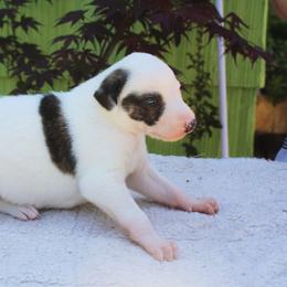 Greyhound Puppies from Stout-Hearted Hounds
