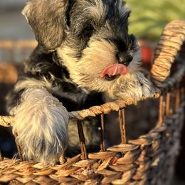 Miniature Schnauzer Puppies from Adrienne Exum