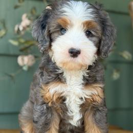 Benji - Brown - Merle male Bernedoodle puppy in Yuciapa, California from AlltheDoodlez_