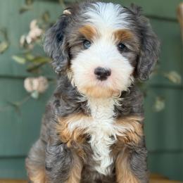Benji - Brown - Merle male Bernedoodle puppy in Yuciapa, California from AlltheDoodlez_