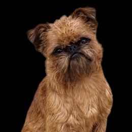 Chewey - Brussels Griffon
