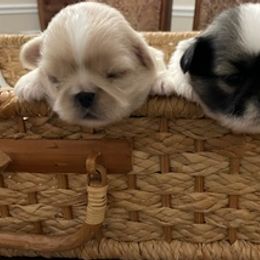 Maltese, Poodles, and Shih Tzus from Happy puppies