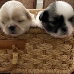 Maltese, Poodles, and Shih Tzus from Happy puppies