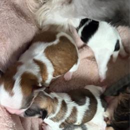 Trixie - Tricolor female Shih Tzu puppy in Jacksonville, Florida from Michi Shih-Tzu