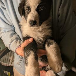 Sandor Clegane - Panda male German Shepherd puppy in Garrett, Indiana from Devil-Dog Shepherds