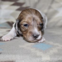 Jero - Dapple male Dachshund puppy in La Junta, Colorado from Royal King’s Mini Dachshunds