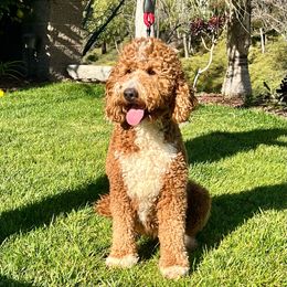 Donna - Goldendoodle