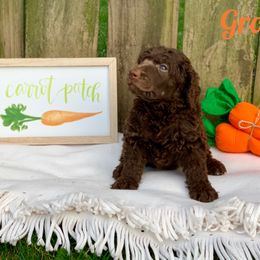 Poodle Puppies from Cosmic Caliber Standard Poodles