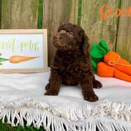 Poodle Puppies from Cosmic Caliber Standard Poodles