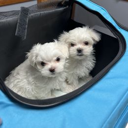 "Zero & Ghost " Maltese Puppies from Genice’s Small Wonders