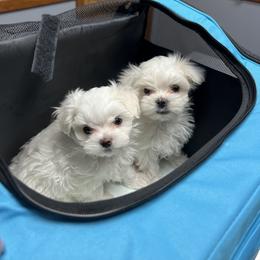 "Zero & Ghost " Maltese Puppies from Genice’s Small Wonders