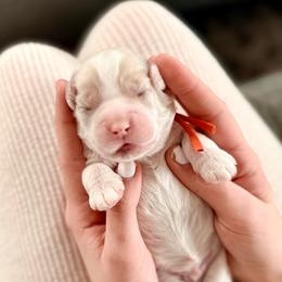 Gouda - Buff and white male Cockapoo puppy in Denver, Pennsylvania from Greenview Puppies
