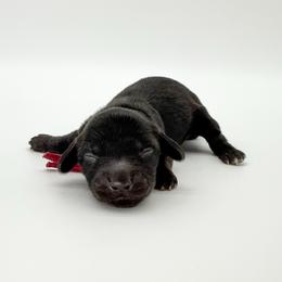 Honey (AKC solid black) - Black female Dachshund puppy in Waddell, Arizona from Neu Doxies