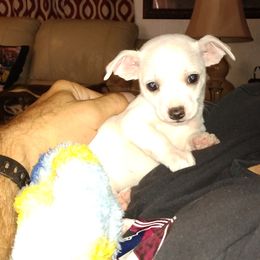 Chihuahua Puppies from Ay Chihuahua's