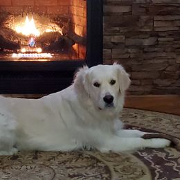 Harlee - Golden Retriever