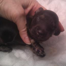 DBs Hermann Goetz - Black and cream male Dachshund puppy in Summerfield, Florida from D & B Ranchette