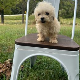 Biscuit - Cream male Poodle puppy in Yellville, Arkansas from Ozark Mountain Doodles & Pugs