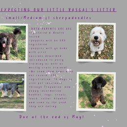Sheepadoodle puppies from Smokey Mountain Sheepadoodles