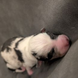 Girl 2 - Blue merle and white female American Corgi puppy in Tombstone, Arizona from WeVolution Off-Grid
