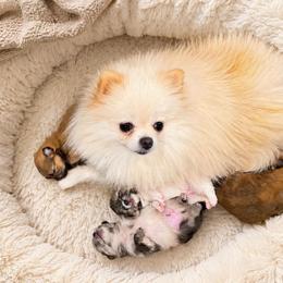 Chiquis - Pomeranian