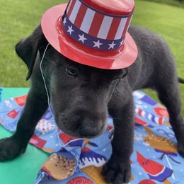 Dilute Retriever and Labrador Retriever Puppies from Cooper Charcoal Labs